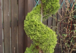 TOPIARY POT