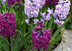 planter add 3
